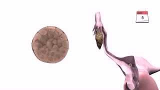 General Embryology  Detailed Animation On Implantation [upl. by Gies]