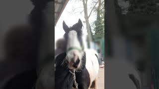 Reitstunde🫶🏼🐴✨️ reiten vlog reitstunde [upl. by Aivonas987]