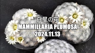 白星の花 Mammillaria plumosa 2024 11 13 [upl. by Nytsirhc489]