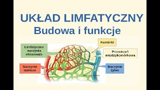 Układ limfatyczny Wskaz podobieństwa i różnice układu limfatycznego i krwionośnego [upl. by Sivrat872]