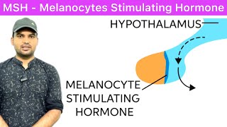 MSH Melanocyte Stimulating Hormone Function  Melanocyte Hormone  Melanocyte Stimulating Hormone [upl. by Spohr865]