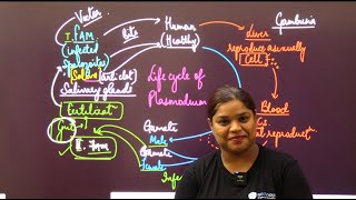 Malaria Life Cycle Class 12 Understanding the Plasmodium Transmission [upl. by Dixil982]