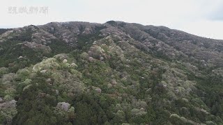 桜めぐり 桜川市・高峯 ヤマザクラ盛りを迎える [upl. by Casta]