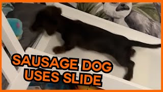 Sausage Dog Loves Playing On Slide 🐾  PAWSOME PETS [upl. by Gobert]