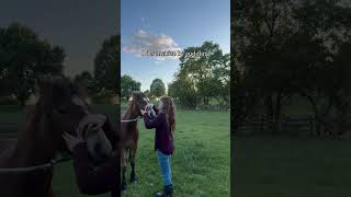 Best Way to Desensitize a Horse [upl. by Hacceber]