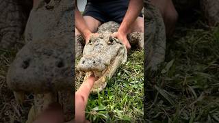 I yoinked a huge anaconda reptilescrazysnakeanimalnaturejungleyoutubeshortswildlifeviral [upl. by Cilla]