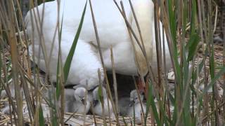 Zwaan nest met jongen zwanen en één ei  Swan nest with eggs and hatchlings [upl. by Grae]