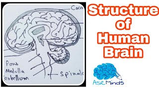 How to draw Structure of human brain  easy diagram brain step  class 10  cbse  IB  Rbse [upl. by Oam]