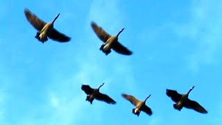 Canada Geese Honking Fly Off amp Landing [upl. by Brant]