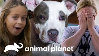 As adoções mais emocionantes  Pit bulls e condenados  Animal Planet Brasil [upl. by Asirehc]