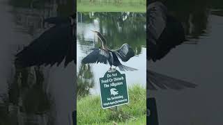 Anhinga bird is drying its wings [upl. by Renault998]