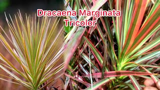 Dracaena Marginata Tricolor Propagation Cuttings amp Growth Secrets Revealedquot 😱🌱☘️🌵 [upl. by Fiel89]