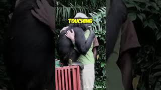 This Chimpanzee Act Like Human Shorts [upl. by Udelle]