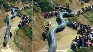 10 BIGGEST Snakes In The World Ever Found [upl. by Nalac634]