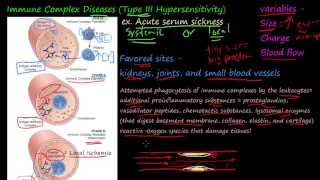 79P  Immune Complex Diseases Type III Hypersensitivity [upl. by Heisser]