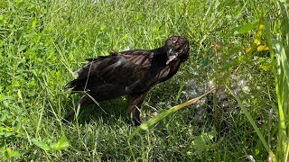 Changeable hawk eagle eating bird subscribe birds eagle follow video nature foryou [upl. by Assiralc]