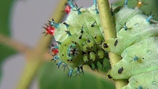 Cecropia Moth Caterpillars from egg to starting a cocoon [upl. by Drarig]