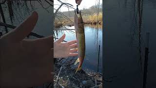 Catching swamp pickerel pickerel [upl. by Payton]