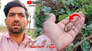 nelay rang kay allou  my first vlog  ali hassan chiniot [upl. by Vasileior418]