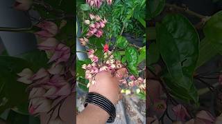 Adipoli Bleeding heart plant fertilizer and growing tips Propagation of Bleeding heart Littyste [upl. by Eimorej]