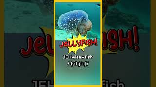 Jellyfish [upl. by Suez]