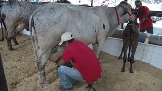 CONCURSOS LECHEROS  ROBERTO ROSALES [upl. by Marchak]