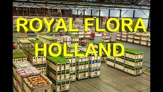 Netherlands Experience Royal Flora Holland Flower Market Holland Flower Auction House Holland [upl. by Raviv180]