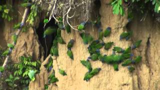 Birds of Peru Blue headed parrots at clay lick [upl. by Medor595]