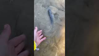 Trying to release a fish took 3 tries subscribefypfunnyfishingbassfishingLilysOutdoorsshorts [upl. by Lavicrep464]