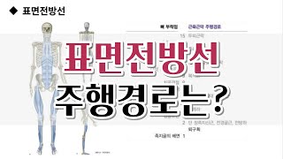 표면후방선 척추 만곡 표면전방선 주행경로 [upl. by Rosalind]