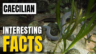 What Are the Most Fascinating Facts About Caecilian Culture  Interesting Facts  The Beast World [upl. by Airdnat]