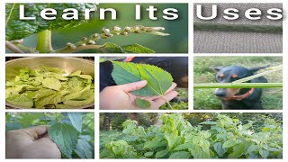 Smallspike False Nettle Boehmeria cylindrica  Identification Edible amp Utilitarian Uses [upl. by Harrad]