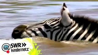 Zebras bei OLIs Wilde Welt  SWR Kindernetz [upl. by Malka]