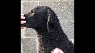 Trimming a CurlyCoated Retriever’s Head and Ears [upl. by Nowd]