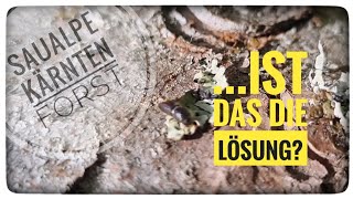 Die Fichte muß raus 🌲 ist das wirklich die Lösung 🤔 [upl. by Atikel]