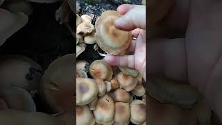 Опята летние Галерина изменчивая  съедобный очень ароматный гриб fungus mushroom [upl. by Sirmons570]