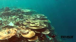 Maldives Snorkeling Thulhagiri House Reef [upl. by Sibelle]