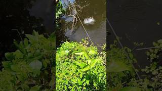 കിട്ടി എന്ന് വിചാരിച്ചു fishing shortsvideo trending shorts short shortsfeed malayalam [upl. by Ahcsatan786]