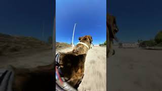 Running and playing with toys in the GREYHOUND RESCUE CENTER  GALGO POV [upl. by Soulier]