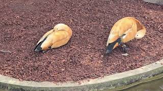 The Rudy shelduck Australia [upl. by Nilre115]