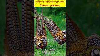 दुनिया के सुंदर और अनोखे पक्षी  Reevess Pheasant Bird facts bird shorts [upl. by Dan]