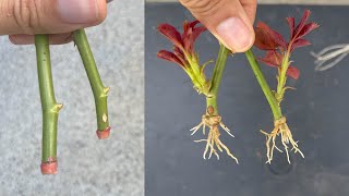 How to take rose cuttings that few people know [upl. by Sosthina]