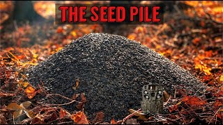 We Left a PILE OF SUNFLOWER SEEDS in the Woods Heres what happened Trail Camera The Seed Pile [upl. by Nnave]