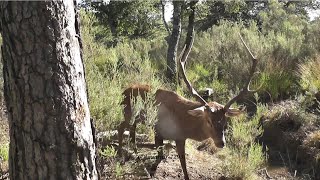 Alors celuilà sest approché un peu trop près [upl. by Thier]