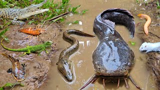 Menemukan ikan lele besar dalam lubang ada ikan hias ikan koi ikan gabus kura kura udang galah [upl. by Howzell200]