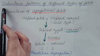 Extranuclear Inheritance by Mitochondria Inheritance pattern of Petite Mutant Genetics [upl. by Inalawi]