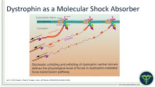 Evolutions in the Management of Duchenne Muscular Dystrophy Introduction to Dystrophin [upl. by Salomi320]