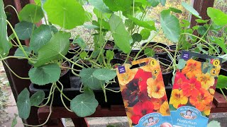 How to grow nasturtium from seeds tips and advice [upl. by Neumeyer793]