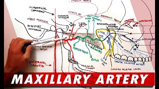 MAXILLARY ARTERY and its Branches  Anatomy Tutorial [upl. by Olifoet]