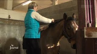 Haras de la Vendée  Le concours national de dressage [upl. by Naira375]